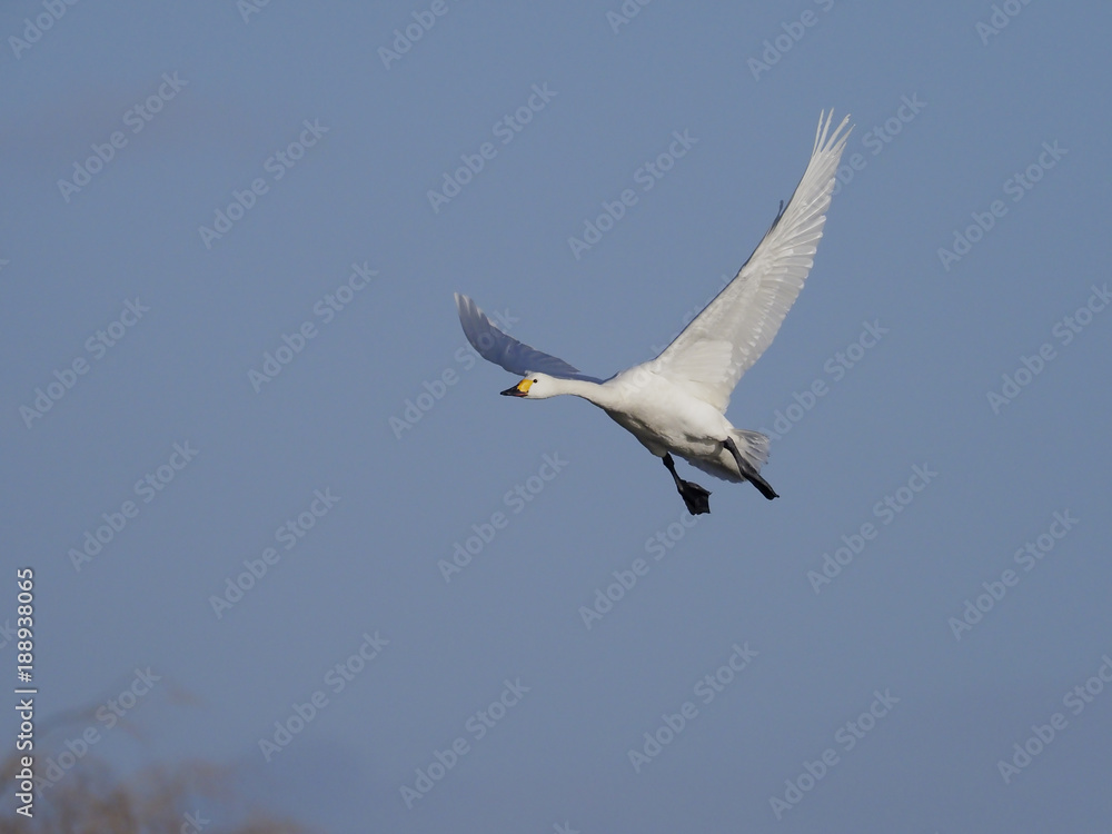 Fototapeta premium Bewicks swan, Cygnus bewickii