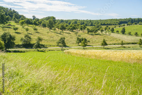 sunny rural landscape
