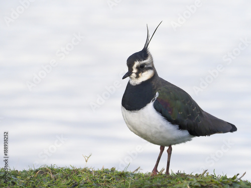 Northern lapwing, Vanellus vanellus