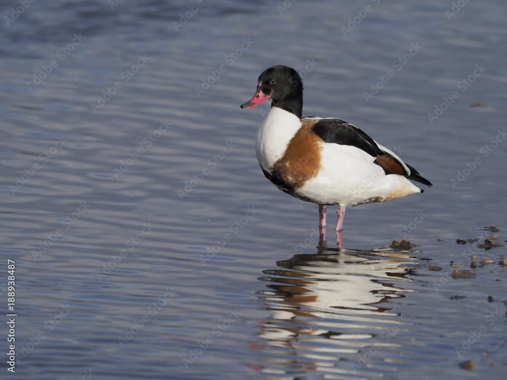 Shelduck, Tadorna tadorna Shelduck, Tadorna tadorna