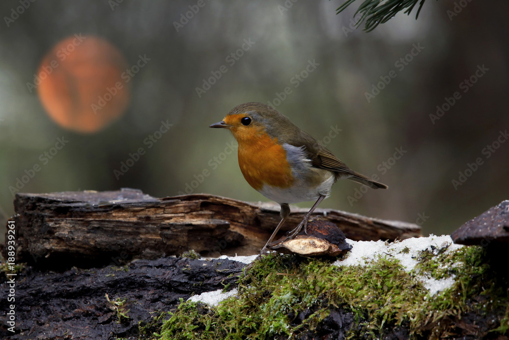 Rotkehlchen (Erithacus rubecula) auf Baumstamm mit Schnee Rotkehlchen (Erithacus rubecula) auf Baumstamm mit Schnee