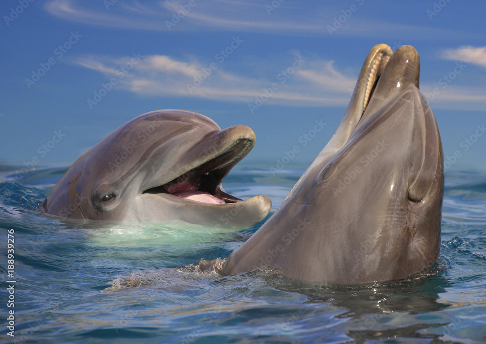 Fototapeta premium Zwei Große Tümmler (Tursiops truncatus), schauen aus dem Wasser, Portrait
