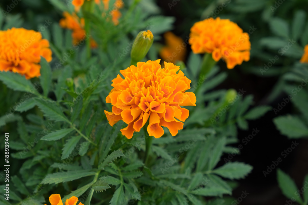 Close up of beautiful Marigold flower in the garden Close up of beautiful Marigold flower in the garden