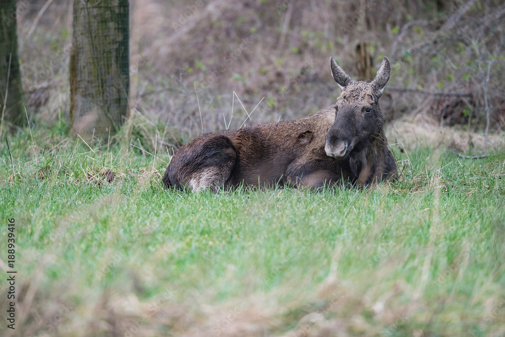 Elk (alces alces) lying in grass near bushes in winter. Elk (alces alces) lying in grass near bushes in winter.