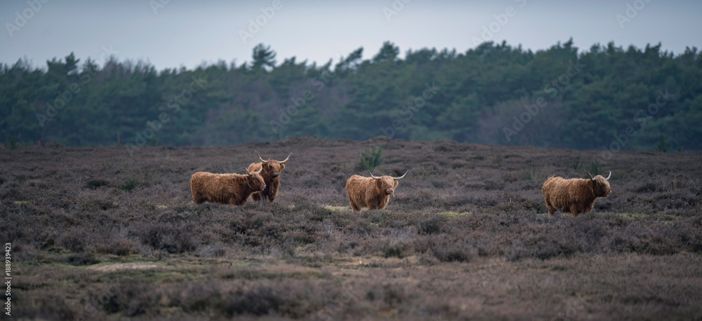 Group of highland cattle in heather landscape in winter.