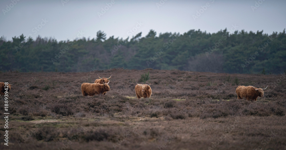 Fototapeta premium Group of highland cattle in heather landscape in winter.