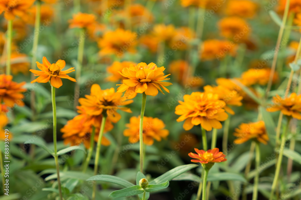 Lots of beautiful marigold flowers in the garden Lots of beautiful marigold flowers in the garden