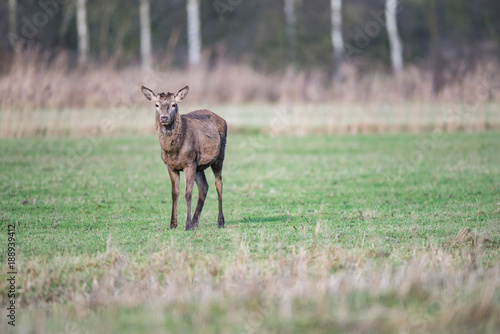 Red deer stag with thrown off antlers in meadow in winter.