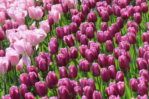 Field of tulips. Ranges of multicolored tulips are sunbathing  being setup in a large variety of colors and genres  inspired forms and drawings.