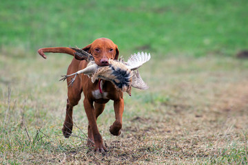 Papier peint photo Chasser Vizsla hongrois chassant le faisan  © Orosz György Photogr