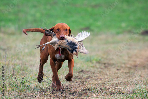Hungarian vizsla and pheasant hunting