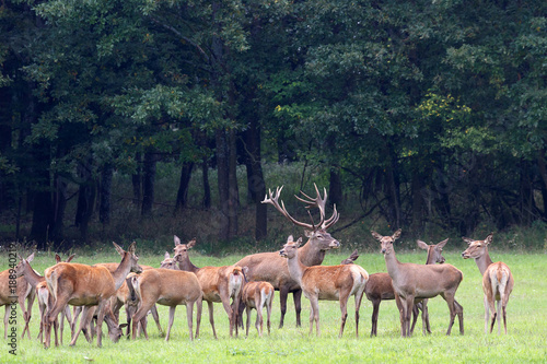 Red deer team