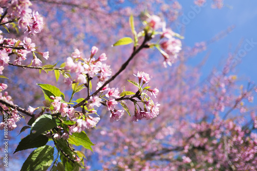 Pink flowers of Prunus cerasoides full bloom.