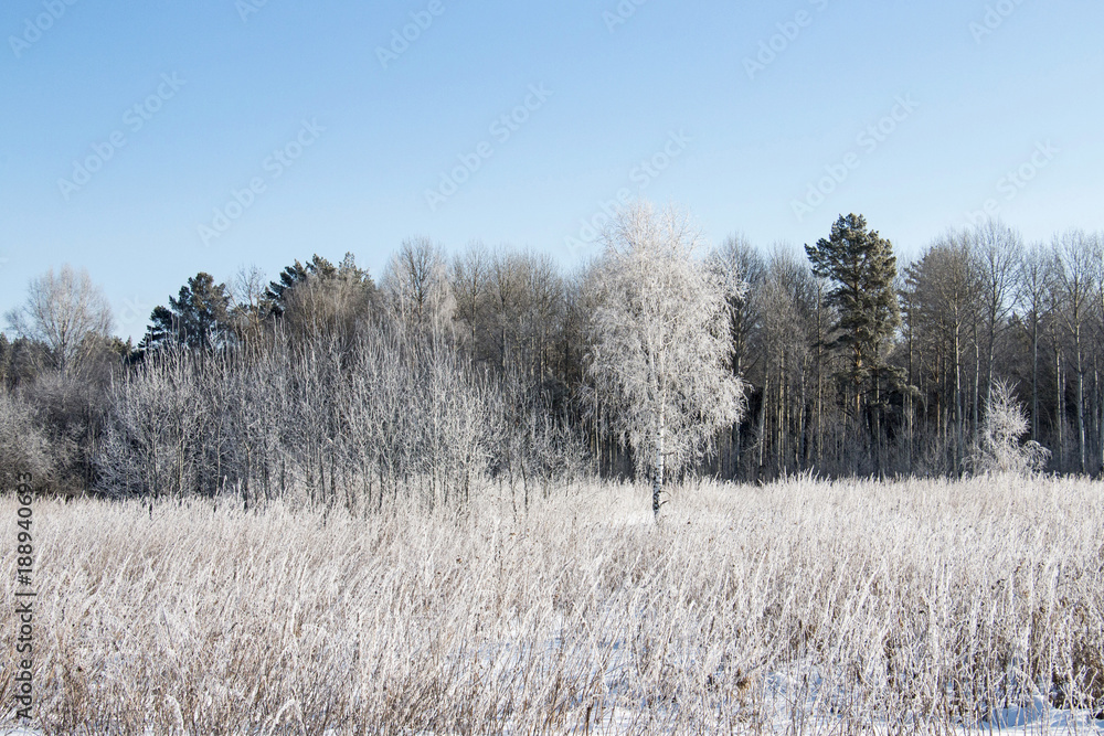 Winter forest in sunny day in Siberia Winter forest in sunny day in Siberia