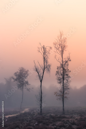 Sun rising in the mist