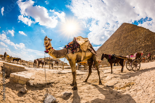 Tethered camel in front of the pyramid of Cheops in Egypt, horses and carriages in the background