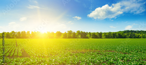 Picturesque green beet field and sun on blue sky. Wide photo. © alinamd