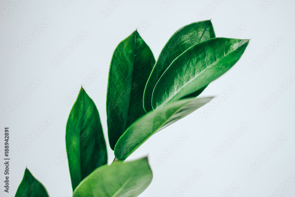 Obraz premium Zamioculcas zamiifolia leaves, Green leaves pattern