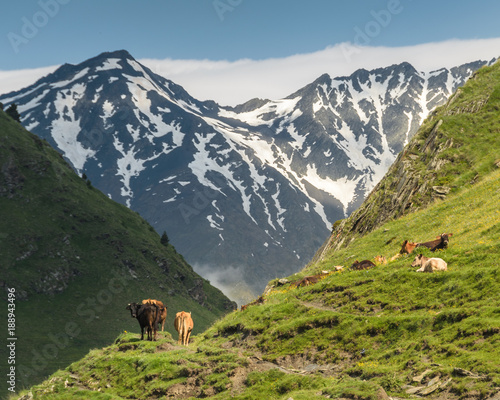 Cows grazing at the hot summer day in Caucassus mountains at Tusheti  Georgia . A lot of green grass on the foreground and high mountain ridge partially covered with snow on the background.