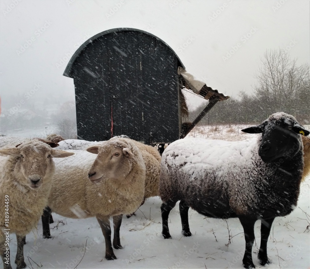 Naklejka premium Group of sheep in front of trailer outside in the snow
