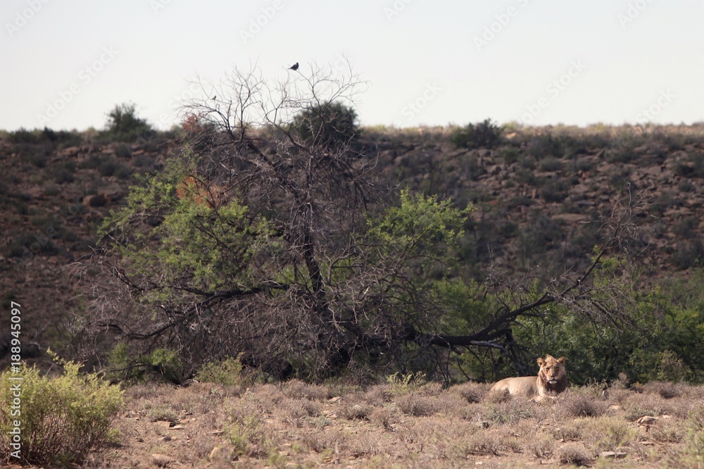 Animals in Karoo National Parks Animals in Karoo National Parks