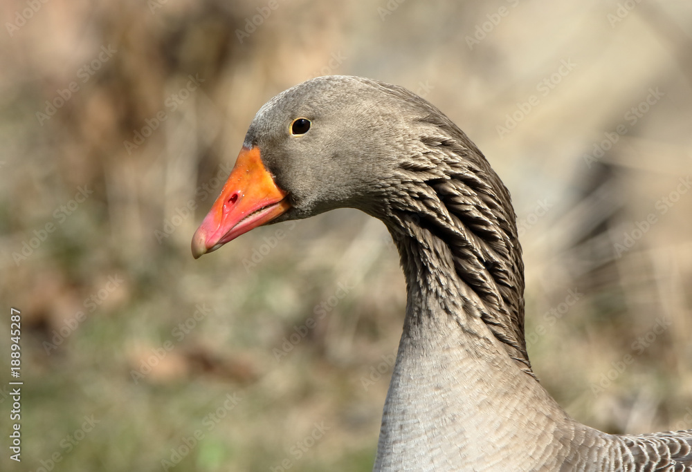 Head and neck close-up of a domestic goose with an orange beak Head and neck close-up of a domestic goose with an orange beak