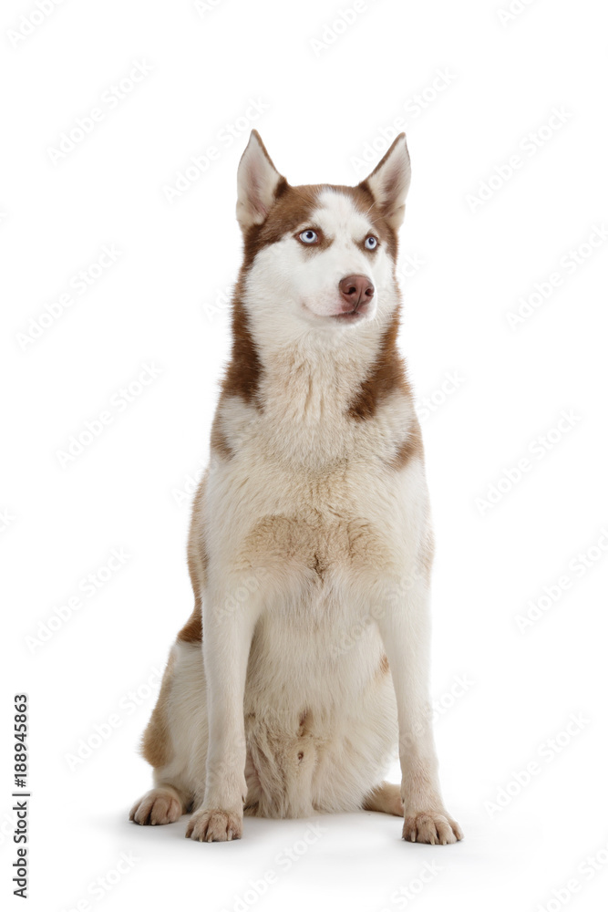 chien race Husky mâle yeux bleus pelage brun marron sur fond blanc détouré  Stock Photo | Adobe Stock