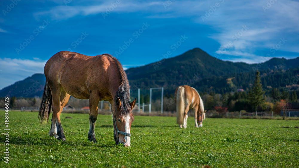 Obraz premium Horse Grazing Pasture