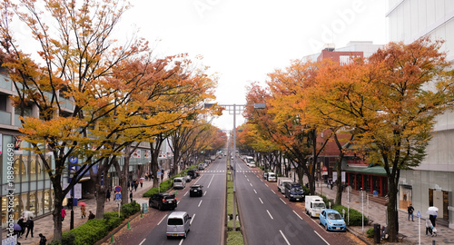 November 14,2017 Tokyo Japan : city street of Tokyo Japan in harajuku area with tree and autumn leaves on both side of the street during autumn. photo
