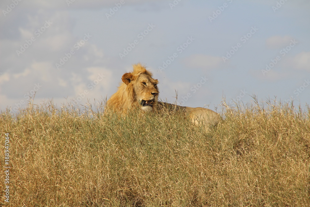Naklejka premium lion lying in tall grass