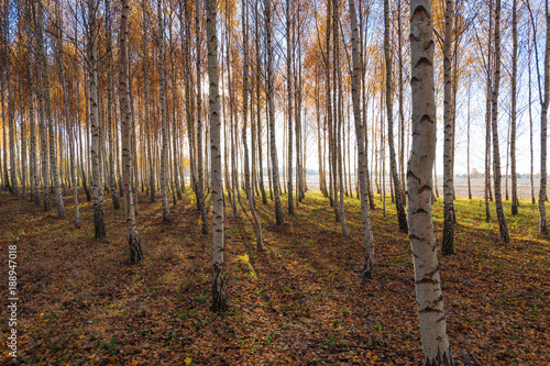 Yellow birches in autumn time.