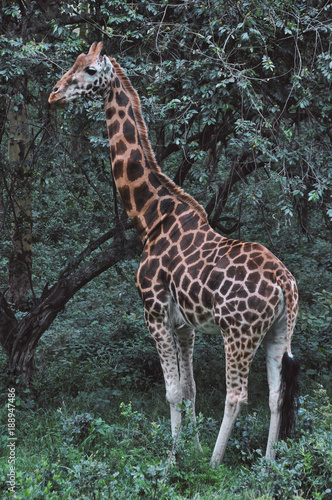 Curvy Giraffe