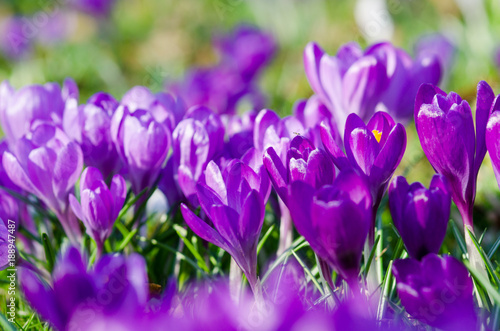 Frühlingserwachen, Ostergruß, Blütenzauber, Alles Liebe, Blütenmeer, Glück, Freude: Wiese mit zarten Krokussen :) 