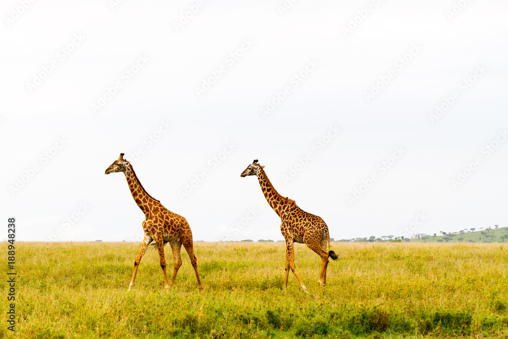 Obraz premium The giraffe (Giraffa), genus of African even-toed ungulate mammals, the tallest living terrestrial animals and the largest ruminants, part the Big Five game animals in Serengeti, Tanzania
