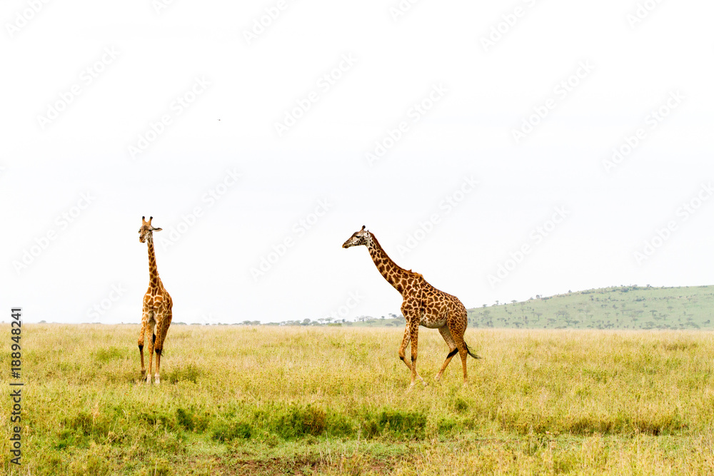 Obraz premium The giraffe (Giraffa), genus of African even-toed ungulate mammals, the tallest living terrestrial animals and the largest ruminants, part the Big Five game animals in Serengeti, Tanzania