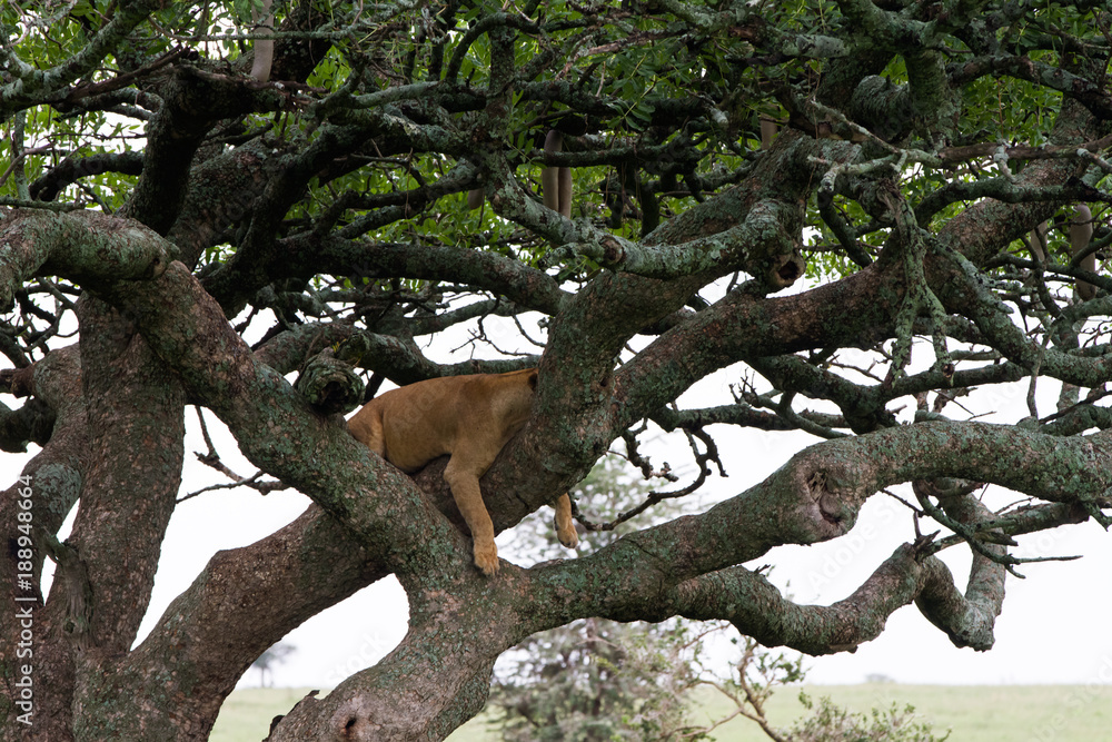 Obraz premium Southern African lioness (Panthera leo), species in the family Felidae and a member of the genus Panthera, listed as vulnerable, in Serengeti National Park, Tanzania