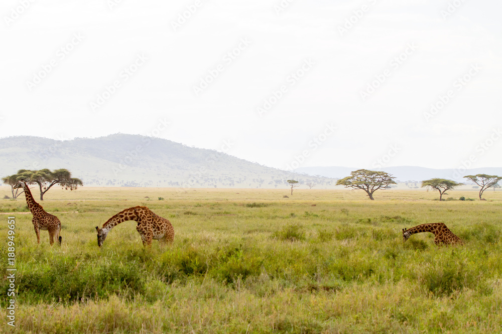 Fototapeta premium The giraffe (Giraffa), genus of African even-toed ungulate mammals, the tallest living terrestrial animals and the largest ruminants, part the Big Five game animals in Serengeti, Tanzania