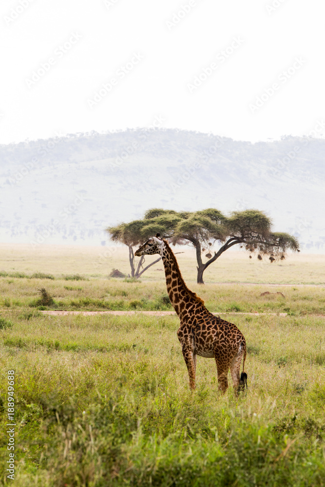 Obraz premium The giraffe (Giraffa), genus of African even-toed ungulate mammals, the tallest living terrestrial animals and the largest ruminants, part the Big Five game animals in Serengeti, Tanzania