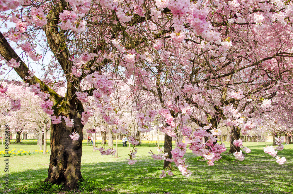 Japanische Kirschblüten, Glückwunsch, Lebensfreude, Glück, Auszeit, Frühlingserwachen, alles Liebe: Verträumte zarte Kirschblüten vor blauem Frühlingshimmel :) Japanische Kirschblüten, Glückwunsch, Lebensfreude, Glück, Auszeit, Frühlingserwachen, alles Liebe: Verträumte zarte Kirschblüten vor blauem Frühlingshimmel :)
