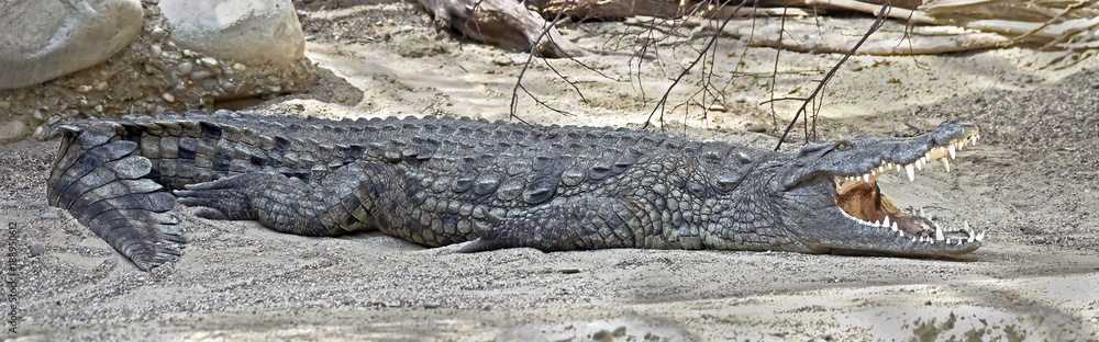 Nile crocodile. Latin name - Crocodylus niloticus Nile crocodile. Latin name - Crocodylus niloticus