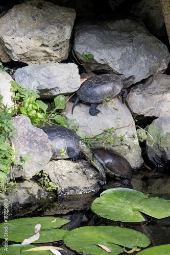 Turtles on stones near pond