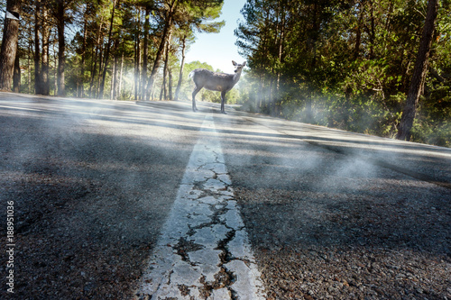 Reh steht auf der Straße photo