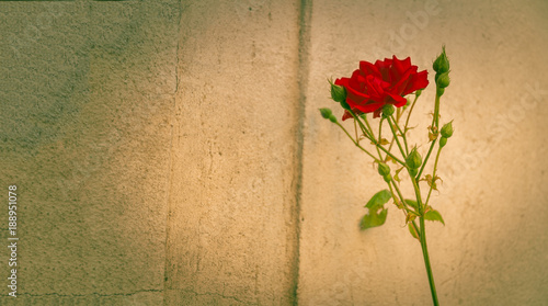 Rote Rose, romantisch, Panorama