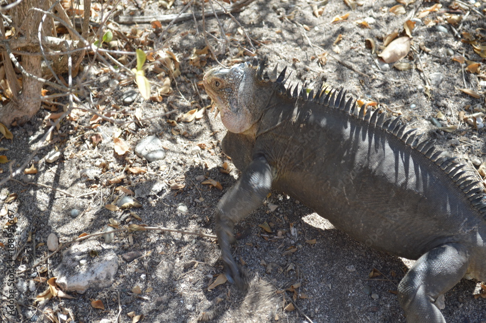 Obraz premium iguane