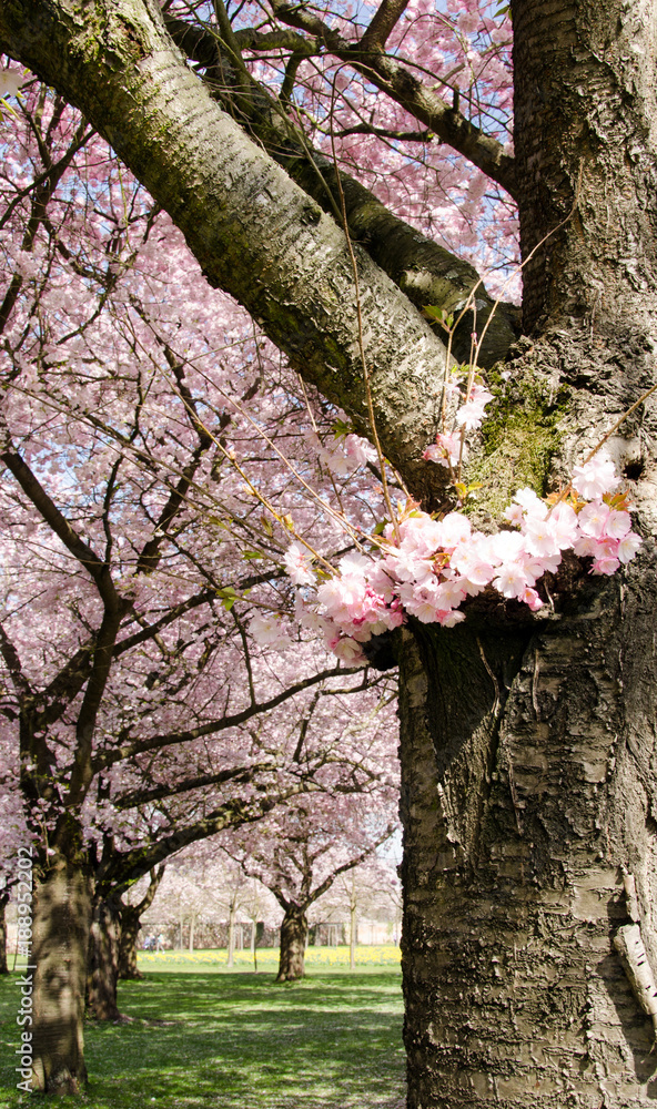 Japanische Kirschblüten, Glückwunsch, Lebensfreude, Glück, Auszeit, Frühlingserwachen, alles Liebe: Verträumte zarte Kirschblüten vor blauem Frühlingshimmel :) Japanische Kirschblüten, Glückwunsch, Lebensfreude, Glück, Auszeit, Frühlingserwachen, alles Liebe: Verträumte zarte Kirschblüten vor blauem Frühlingshimmel :)