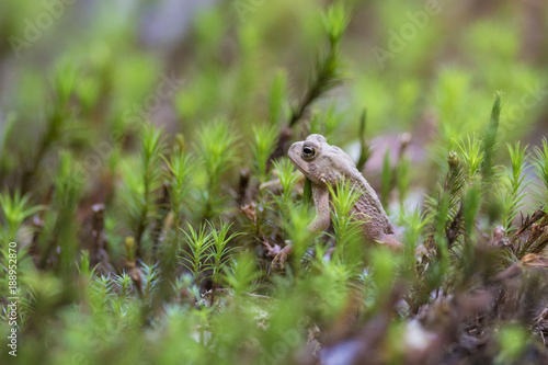 American toad (Anaxyrus americanus, formerly Bufo americanus) baby 