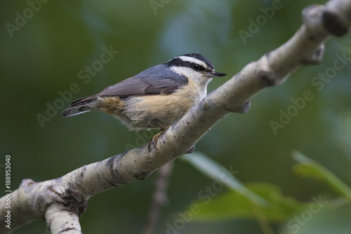 Red-breasted Nuthatch 