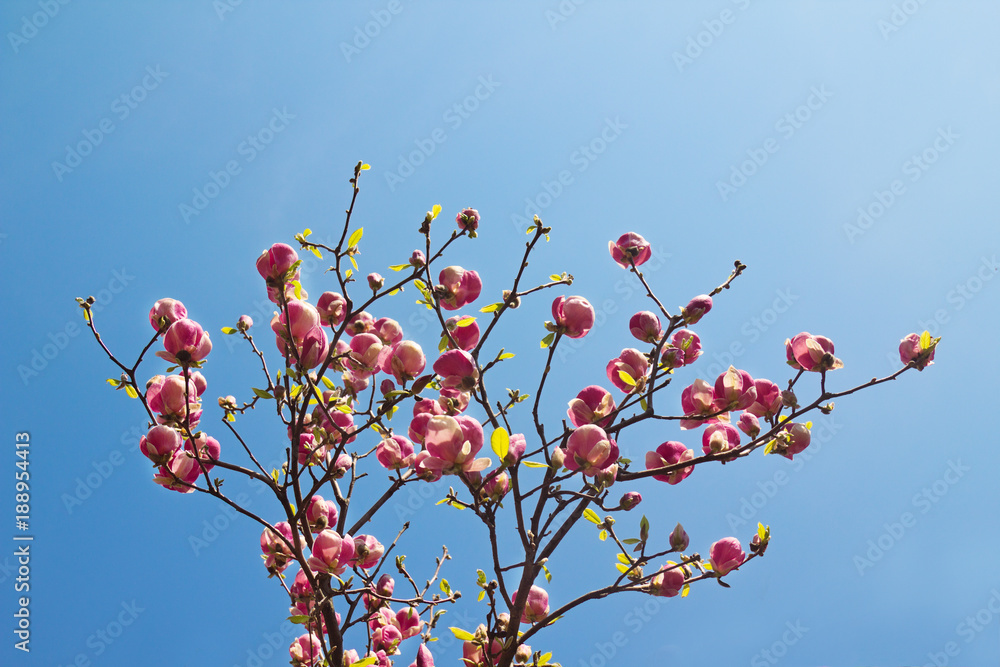 Flower of magnolia tree in springtime. Flower of magnolia tree in springtime.