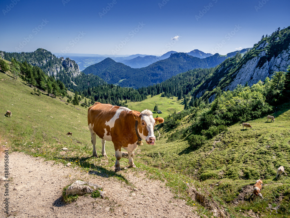 Kuh vor Alpenkulisse