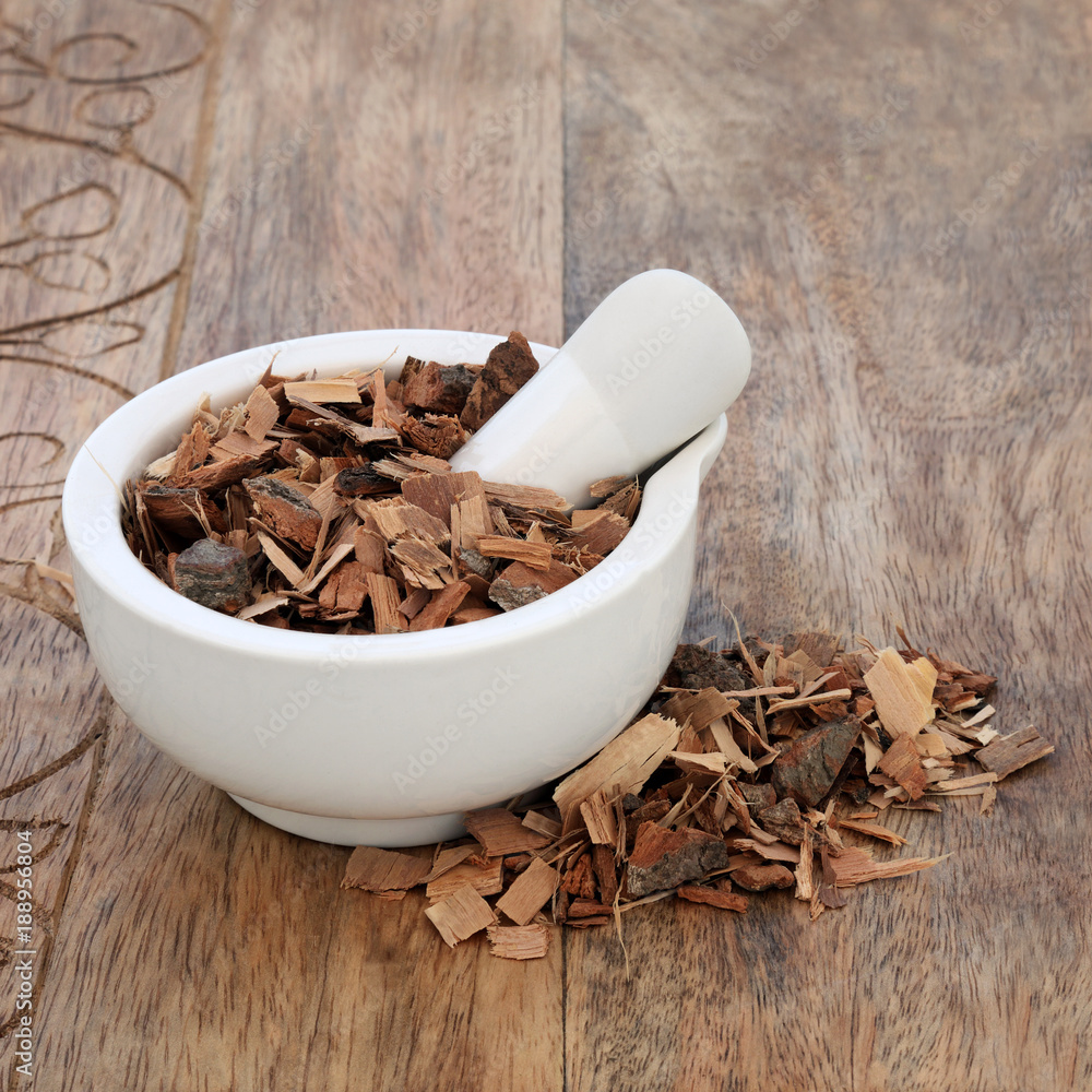 Saw palmetto herb used in alternative herbal medicine to reduce urinary